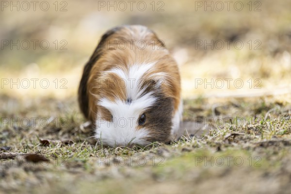 Domestic guinea pig (Cavia porcellus) on a meadow, Bavaria, Germany