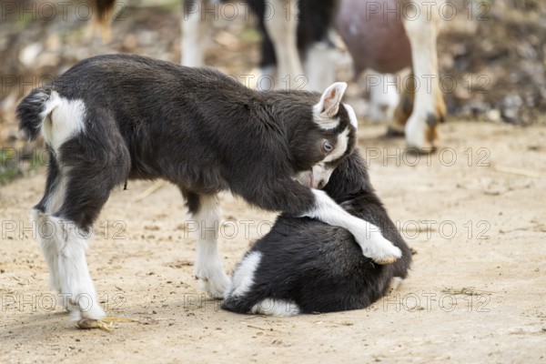 Domestic goat (Capra hircus) youngster on a farm outdoors, Bavaria, Germany