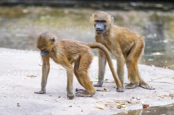Guinea baboons (Papio papio) youngsters on the ground on the edge of a little lake, monkeys, captive, Germany