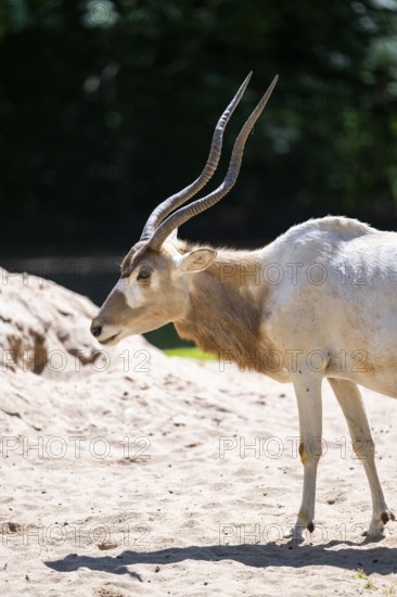 Addax (Addax nasomaculatus) walking on the ground, Bavaria, Germany