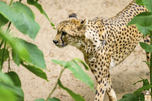 Cheetah (Acinonyx jubatus) walking around on the ground, Germany