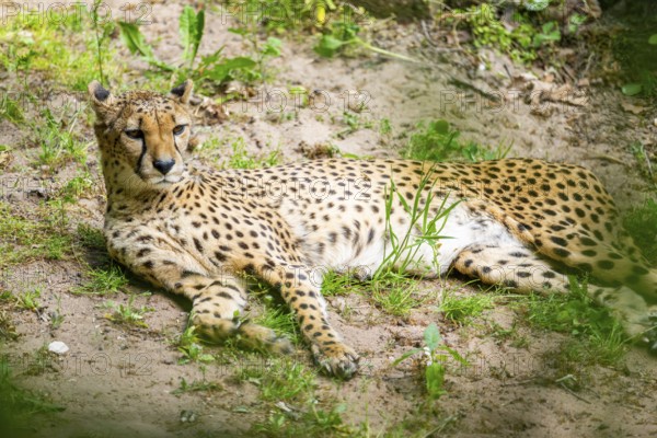 Cheetah (Acinonyx jubatus) lying ion the ground, Germany