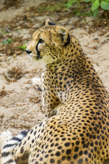 Cheetah (Acinonyx jubatus) lying ion the ground, Germany