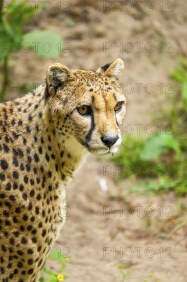 Cheetah (Acinonyx jubatus), portrait, Germany