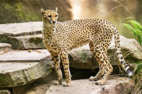 Cheetah (Acinonyx jubatus) standing on the ground, Germany