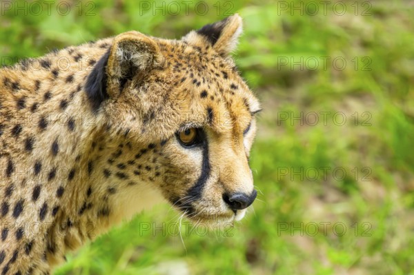 Cheetah (Acinonyx jubatus), portrait, Germany
