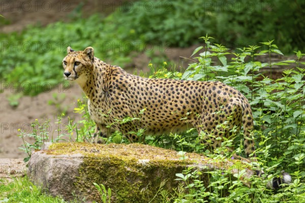 Cheetah (Acinonyx jubatus) standing on the ground, Germany
