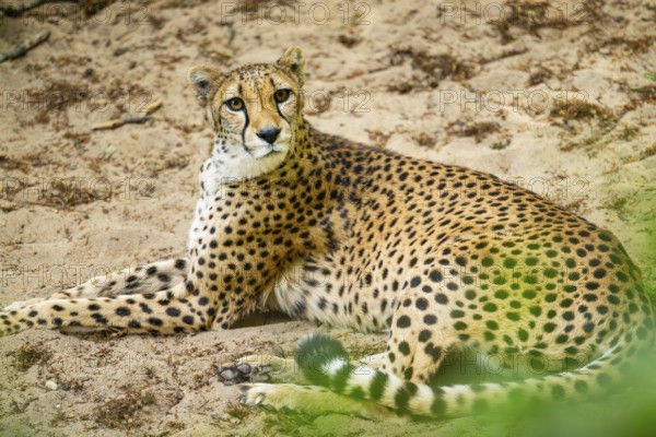 Cheetah (Acinonyx jubatus) lying ion the ground, Germany