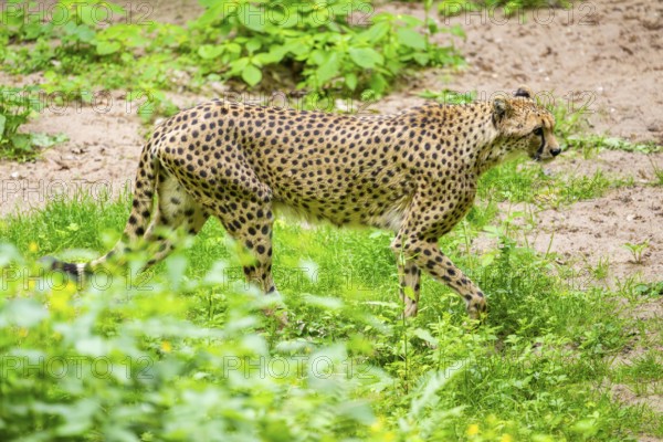 Cheetah (Acinonyx jubatus) walking around on the ground, Germany