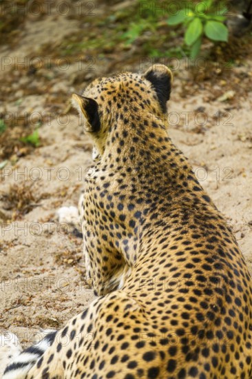 Cheetah (Acinonyx jubatus) lying ion the ground, Germany