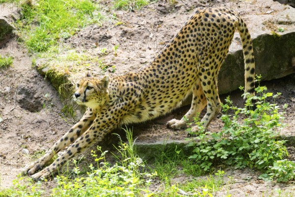 Cheetah (Acinonyx jubatus) stretching, Germany