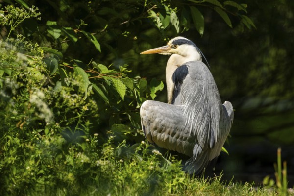 Grey heron (Ardea cinerea) standing on the grass at the shore of a lake, wildlife, Bavaria, Germany