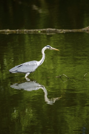 Grey heron (Ardea cinerea) standing in the water at the waters edge, Bavaria, Germany