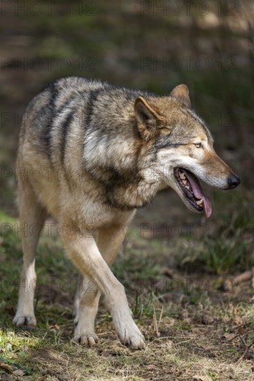 Eurasian wolf (Canis lupus lupus) standing in a forest, Bavaria, Germany