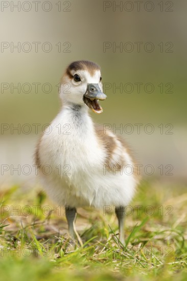 Egyptian goose (Alopochen aegyptiaca) cute chick on a meadow at the shore of a lake, Bavaria, Germany
