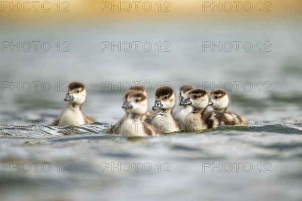 Egyptian goose (Alopochen aegyptiaca) chicks swimming on a lake, Bavaria, Germany