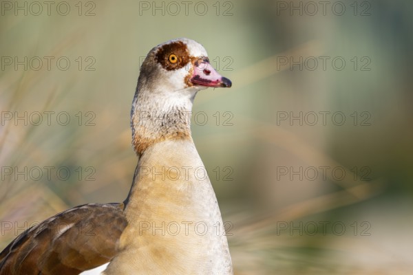 Portrait of an Egyptian goose (Alopochen aegyptiaca) at the shore of a lake, Bavaria, Germany