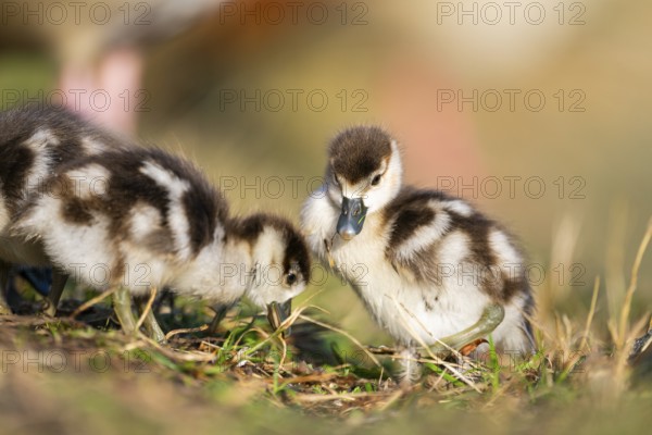 Egyptian goose (Alopochen aegyptiaca) cute chicks on a meadow at the shore of a lake, Bavaria, Germany