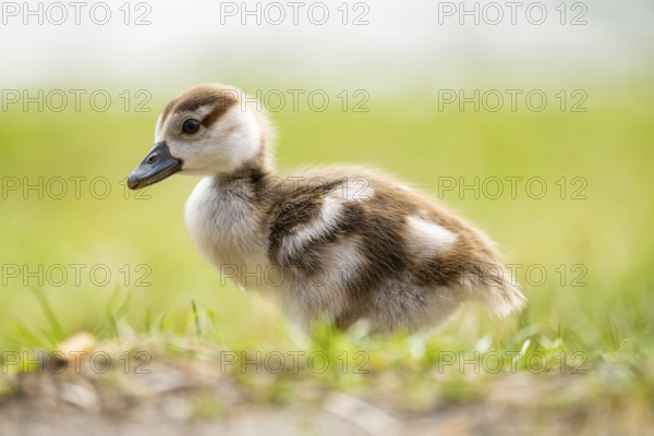 Egyptian goose (Alopochen aegyptiaca) cute chick on a meadow at the shore of a lake, Bavaria, Germany