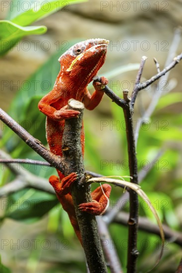 Red Panther chameleon (Furcifer pardalis) in a bush, captive, Bavaria, Germany