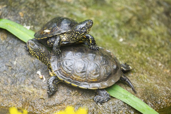 European pond turtle (Emys orbicularis) on a rock, Bavaria, Germany