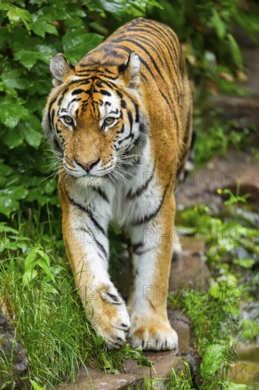 Siberian tiger (Panthera tigris tigris) walking through bushes on a rainy day, captive, Germany