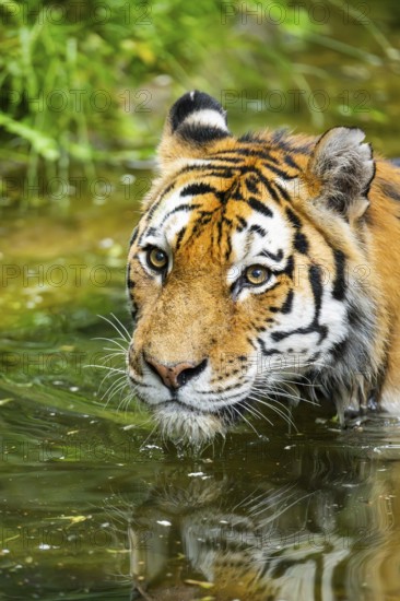 Siberian tiger (Panthera tigris tigris) swimming in a lake, captive, Germany