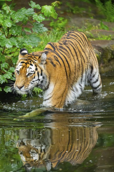 Siberian tiger (Panthera tigris tigris) walking in a lake, captive, Germany