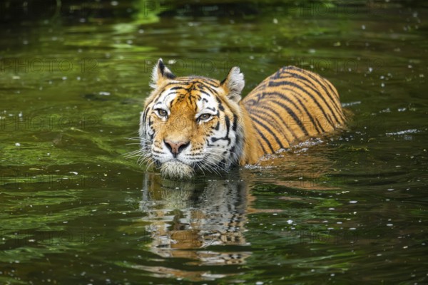 Siberian tiger (Panthera tigris tigris) swimming in a lake, captive, Germany