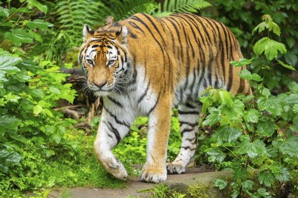 Siberian tiger (Panthera tigris tigris) walking through bushes on a rainy day, captive, Germany