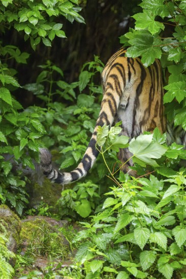 Tail of a Siberian tiger (Panthera tigris tigris) looking out of bushes on a rainy day, captive, Germany