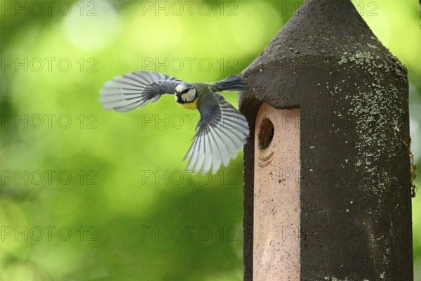 Eurasian blue tit (Cyanistes caeruleus) flying away from a bird house, Bavaria, Germany