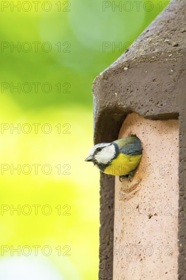 Eurasian blue tit (Cyanistes caeruleus) coming out of a bird house, Bavaria, Germany
