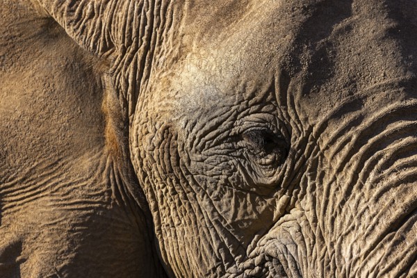 Elephant (Loxodonta africana), the desert adapted elephants, subspecies referred to as Loxodonta africana africana, elephants portrait, endangered species, Red List IUCN, Hoanib river, ephemeral river, Kunene region, Namibia