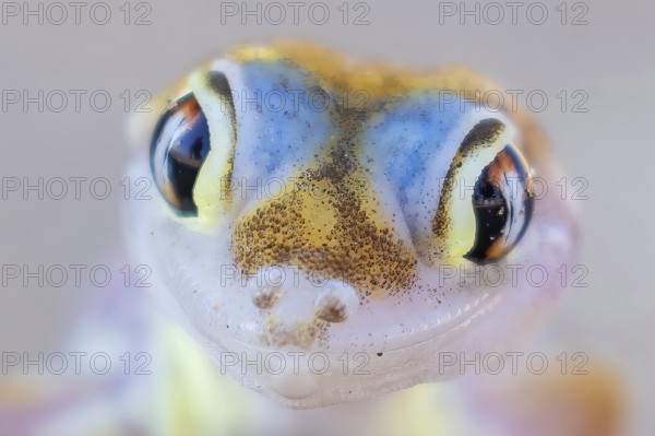 Palmatogecko (Pachydactylus rangei), portrait, Namib desert, Namibia