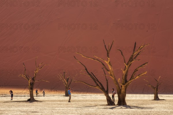 Tourists photograph and admire the blackened camel thorn trees (Vachellia erioloba) and sparse desert vegetation in Deadvlei clay pan, Namib-Naukluft National Park, Namibia