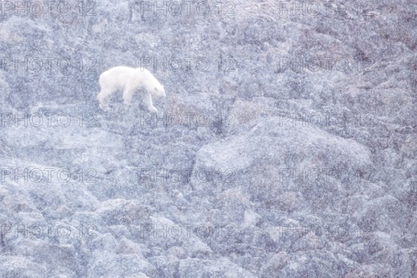 On a snowy summer day, a polar bear (Ursos maritimus) is forced onto land due to lack of sea ice, highlighting climate change and global warming, Sallyhamna, Svalbard, Arctic, Norway