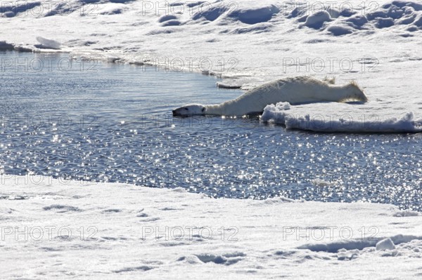 Funny, Polar bear (Ursus maritimus) diving into the Arctic waters, western Svalbard, Norway
