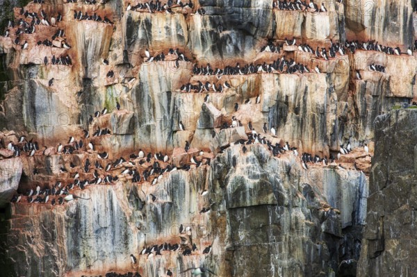 Brünnich's Guillemots (Uria lomvia) nesting on the bird cliffs at Alkefjellet, Hinlopen Strait, Svalbard (Spitsbergen), Arctic, Norway