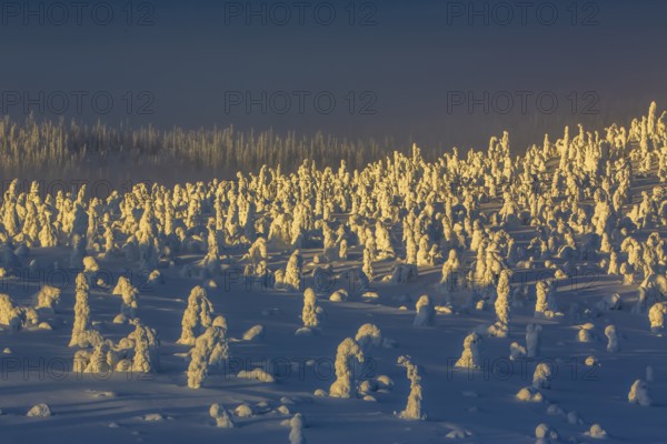 Riisitunturi National Park, winter sunset in the taiga, spruce trees covered in heavy frost and snow call Tykky, hoarfrost), Posio Municipality, Lapland, Finland
