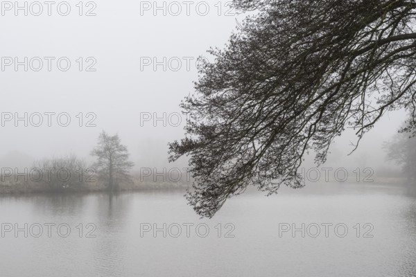 Pond landscape with black alder (Alnus glutinosa) in the fog, Emsland, Lower Saxony, Germany