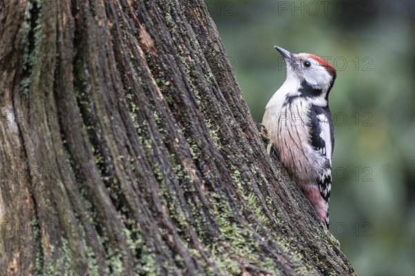 Middle Spotted Woodpecker (Leiopicus medius), Emsland, Lower Saxony, Germany