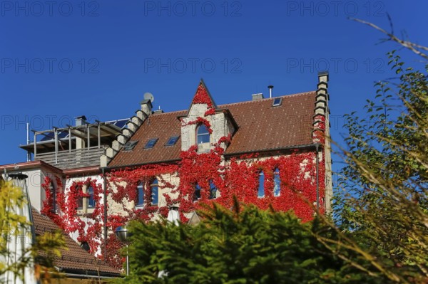 Restaurant Altes Forsthaus near Lichtenstein Castle, restaurant, dining restaurant, historic building, architecture, autumn, Virginia creeper (Parthenocissus quinquefolia), Wild Vine, climbing plant, bright red foliage, leaves, window, Honau, municipality of Lichtenstein, Swabian Alb, Baden-Württemberg, Germany