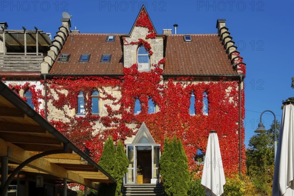 Restaurant Altes Forsthaus near Lichtenstein Castle, restaurant, restaurant, historic building, architecture, autumn, Virginia creeper (Parthenocissus quinquefolia), Wild Vine, climbing plant, bright red foliage, leaves, window, closed parasol, Honau, municipality of Lichtenstein, Swabian Alb, Baden-Württemberg, Germany