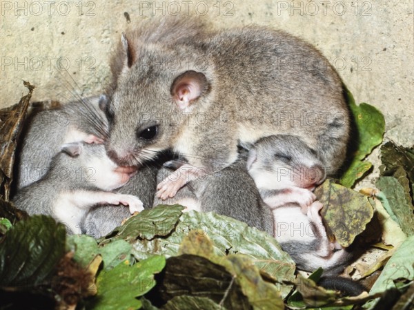 Dormouse (Glis Glis) with young in the nursery, nesting box, Upper Bavaria, Germany, captive