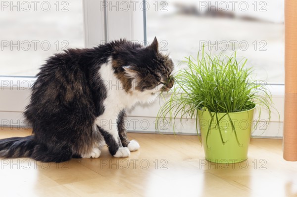 House cat eats cat grass in the apartment, Upper Bavaria, Germany