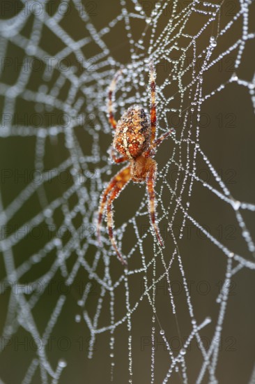 Gartenkreuzspinne (Araneus diadematus) im Netz mit Tautropfen, Weibchen, Oberbayern, Deutschland / Garden Spider (Araneus diadematus), female in its net, Upper Bavaria, Garmany