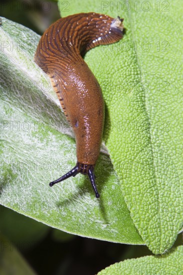Large Red slug (Arion rufus), slug on green leaf, garden, Bavaria, Germany