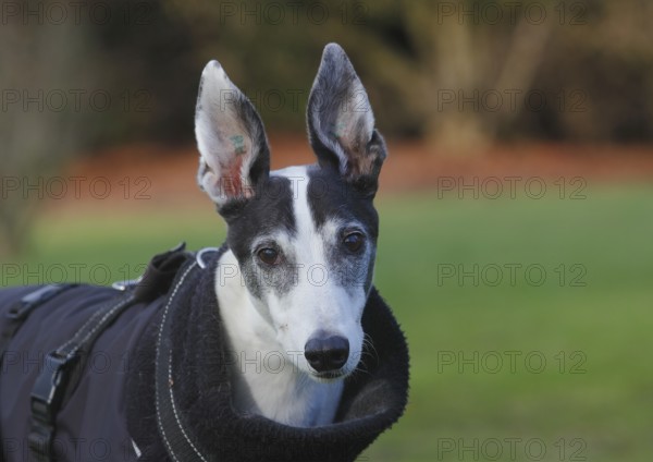 Greyhound (Canis lupus familaris), male dog 10 years, portrait, in the countryside, North Rhine-Westphalia, Germany