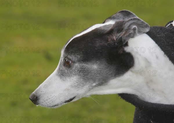 Greyhound (Canis lupus familaris), male dog 10 years, portrait sideways, in the countryside, North Rhine-Westphalia, Germany